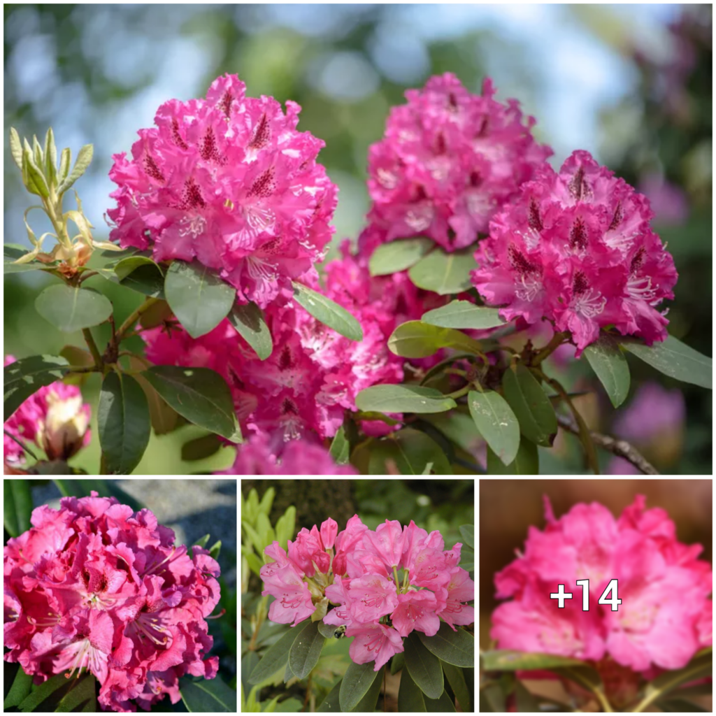 Rhododendron: Tips and Tricks for Successful Growth and Maintenance