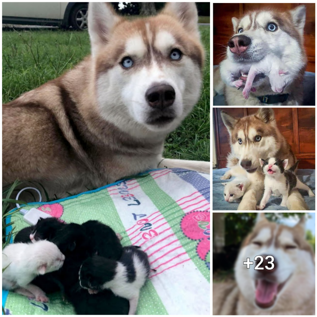 Selfless Husky Discovers Adorable Kitten Family in the Wilderness and Becomes Their Devoted Foster Parent