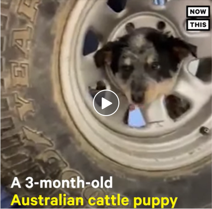 “Wheelie Puppy’s Rescue: Heartwarming Footage of Firefighters Saving Dog with Tire Mishap”