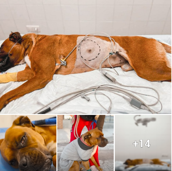 Heartbreaking Scene: A Stricken Dog Diagnosed with Multiple Diseases that Tugged at Our Hearts