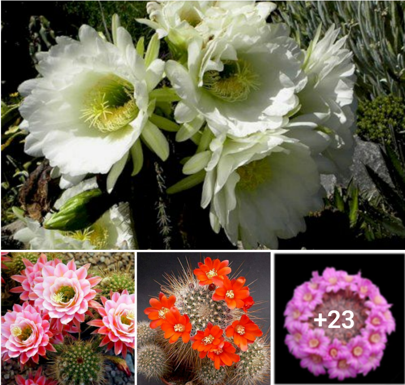 Discover the Wonders of Cactus Blooms Across the Globe