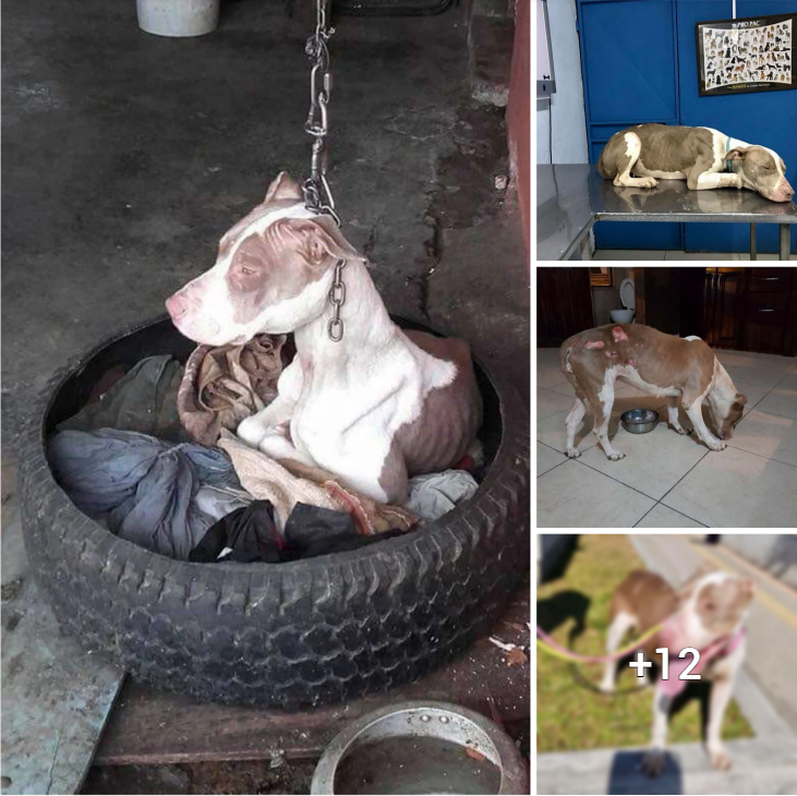 “Joyful Transformation: A Dog Rescued From A Life Of Restlessness On A Short Chain”