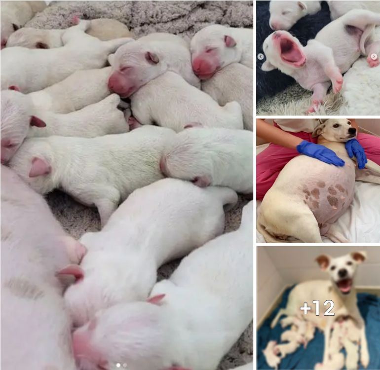 “Miracle at the Shelter: Abandoned Dog Gives Birth to 14 Adorable Puppies While 9 Weeks Pregnant”