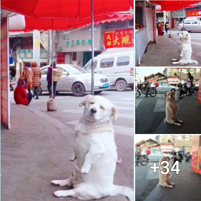 The Endearing Story of a Little Dog’s Quest for Free Fried Chicken: How it Won Over the Internet with its Irresistible Charm and Patient Perseverance