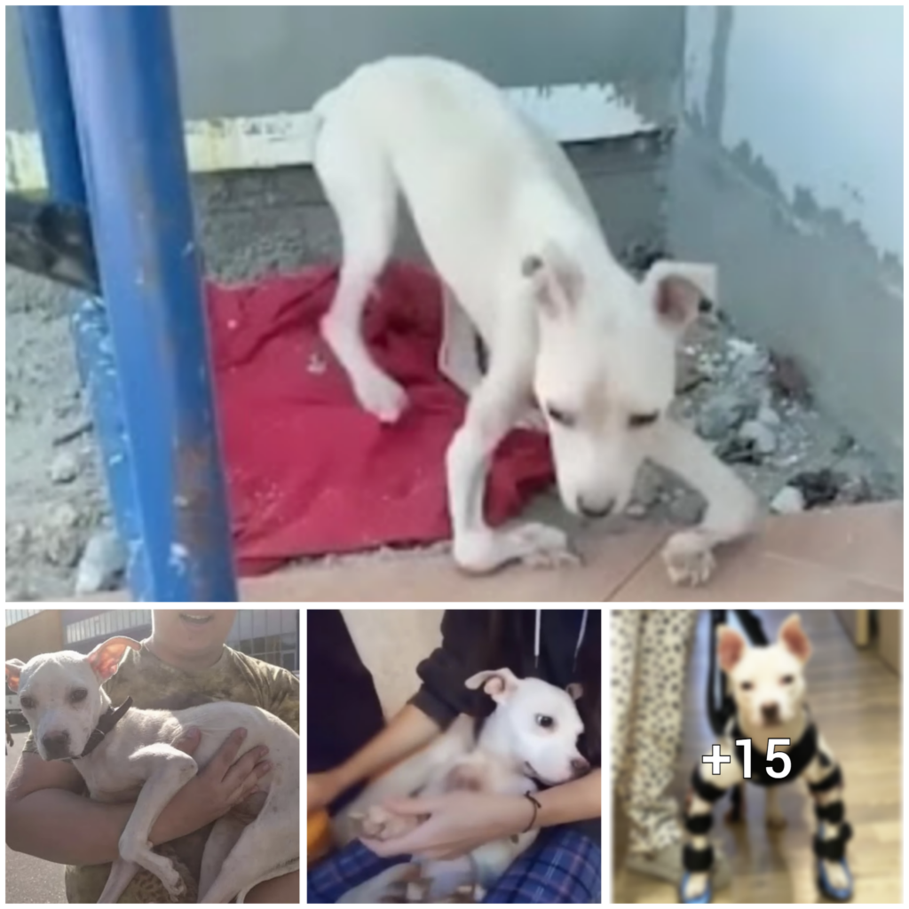 The Incredible Journey of a Lost Pup, Overcoming Obstacles with a Heartwarming Conclusion