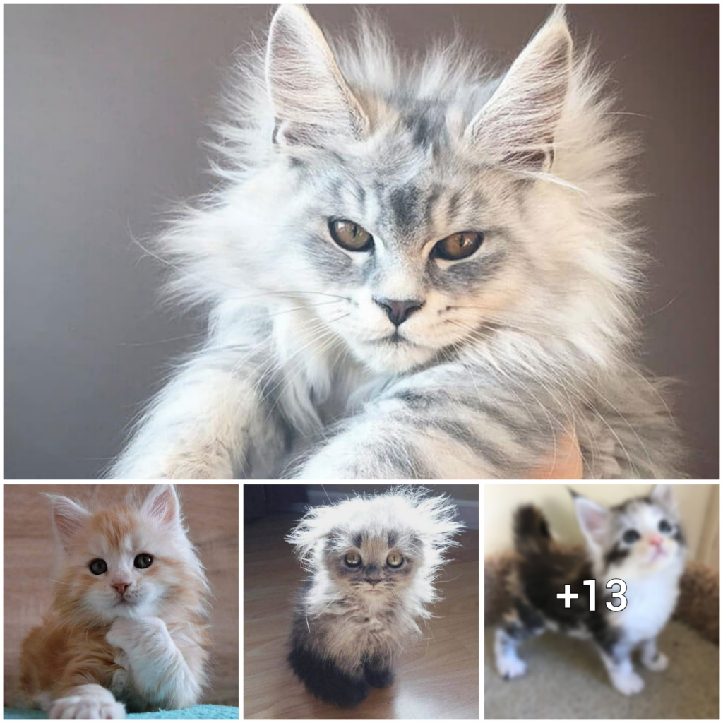 From Cuddly Kittens to Majestic Giants: The Maine Coon Breeds That Will Steal Your Heart