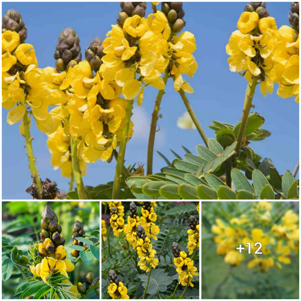 “Popcorn Cassia: The Aromatic Plant with a Buttery Fragrance and Vibrant Yellow Blooms”