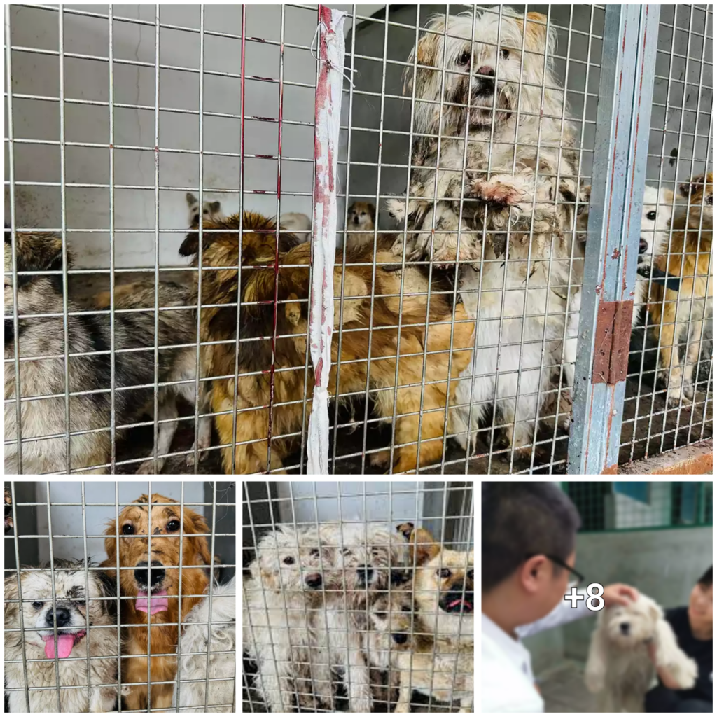 “Heroes Rescue 19 Canine Friends from a Horrific Slaughterhouse in Preparation for the Dog Meat Festival”