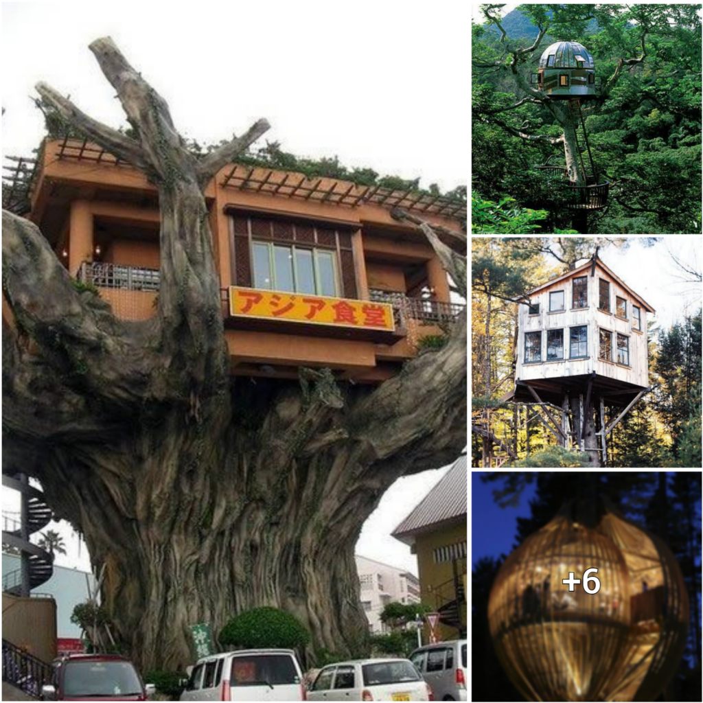 Unravel the Enchantment of Tree-top Mansions, A.K.A. “Bird’s Nest” Homes