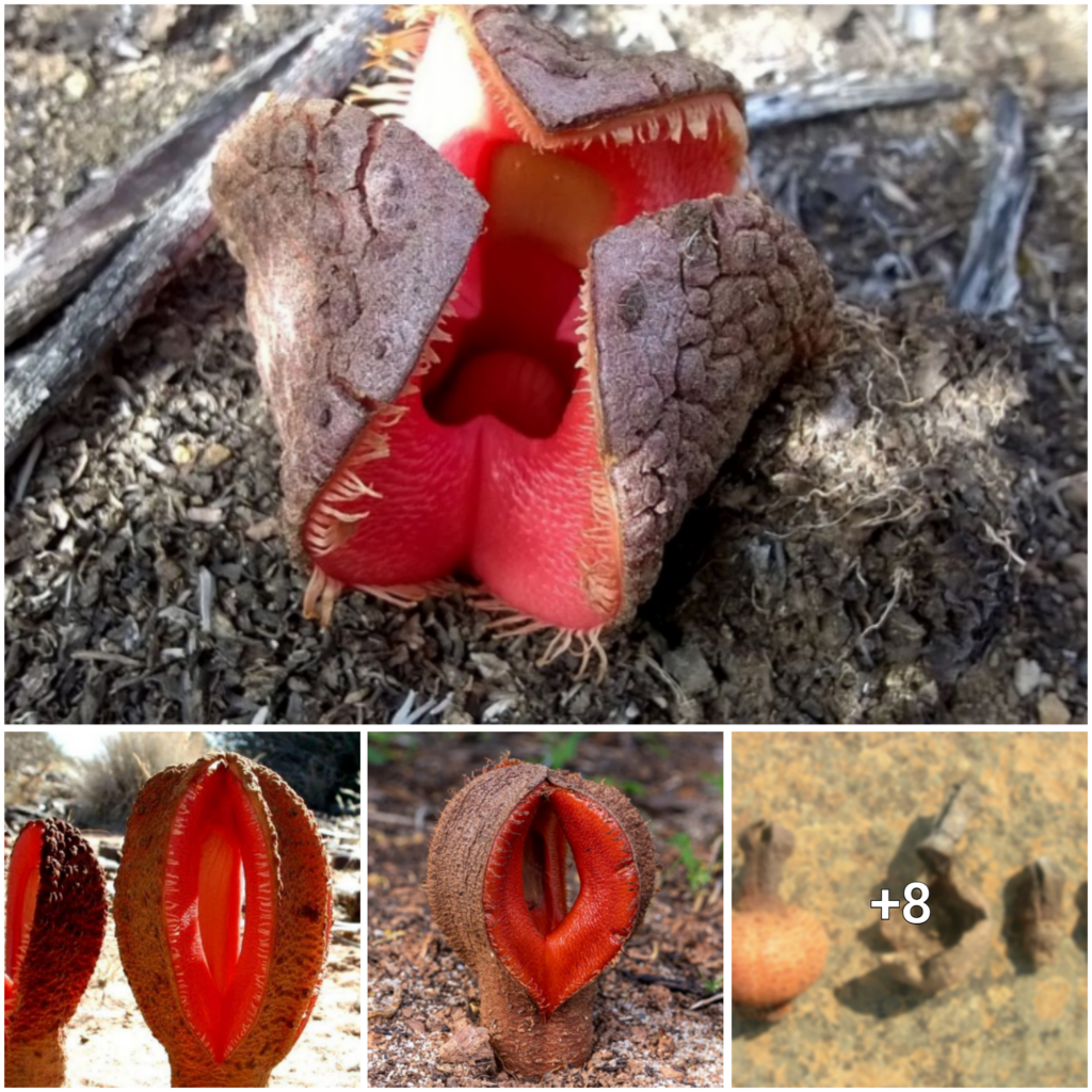 The Peculiar African Hydnora: A Foul-Smelling Flower Unlike Any Other (with Video)