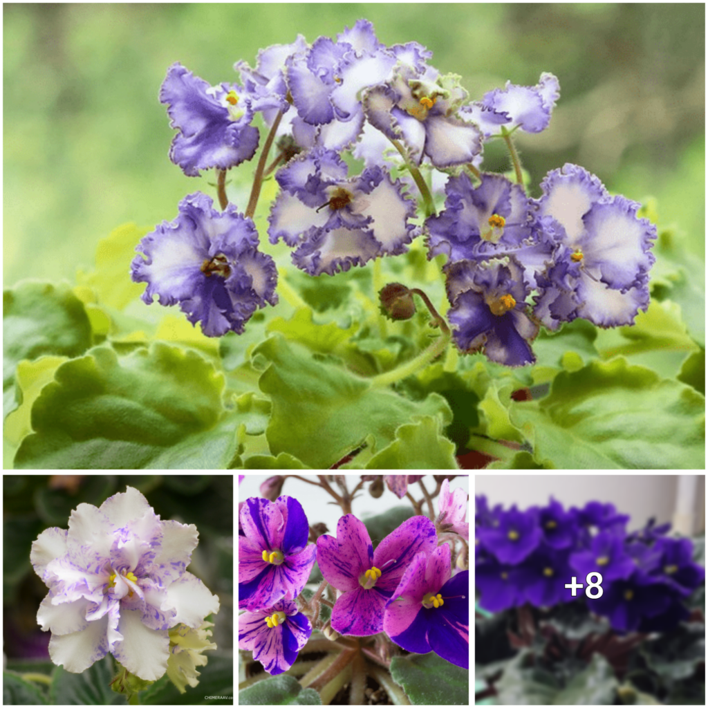 Unveiling the Charm of African Violets: An Assortment of 32 Distinctive Strains to Enhance Your Garden